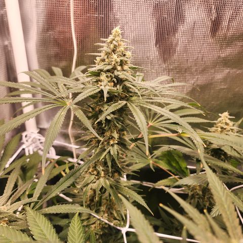 Watermelon Zkittlez growlog timeline photo