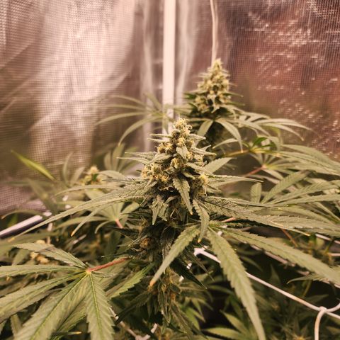 Watermelon Zkittlez growlog timeline photo