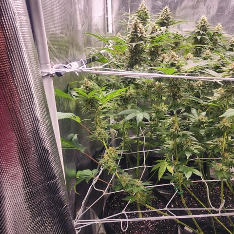 Watermelon Zkittlez growlog timeline photo