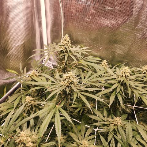 Watermelon Zkittlez growlog timeline photo