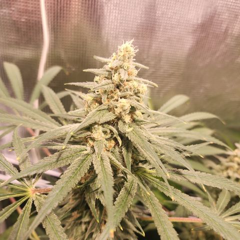 Watermelon Zkittlez growlog timeline photo