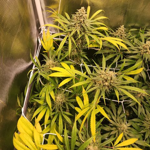Watermelon Zkittlez growlog timeline photo