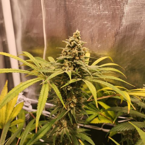 Watermelon Zkittlez growlog timeline photo