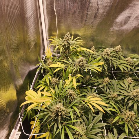 Watermelon Zkittlez growlog timeline photo