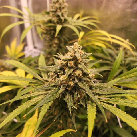 Watermelon Zkittlez growlog timeline photo
