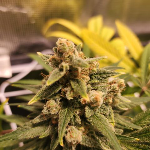 Watermelon Zkittlez growlog timeline photo