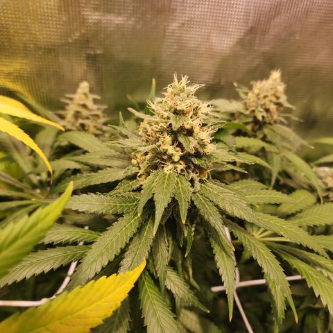 Runtz growlog timeline photo