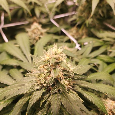 Runtz growlog timeline photo