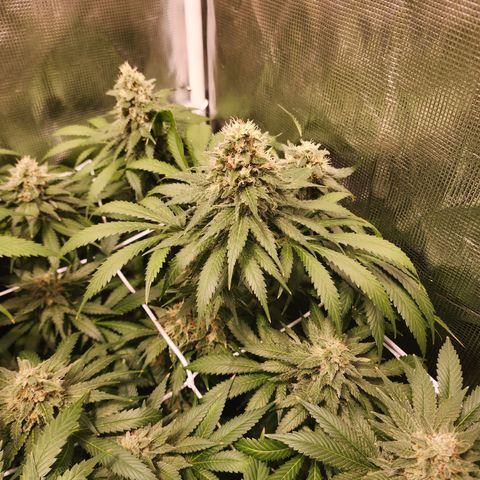 Runtz growlog timeline photo