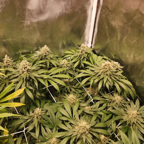 Runtz growlog timeline photo