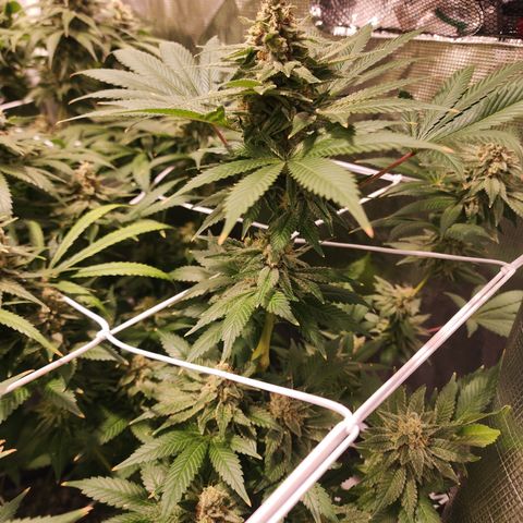 Wedding Cake growlog timeline photo