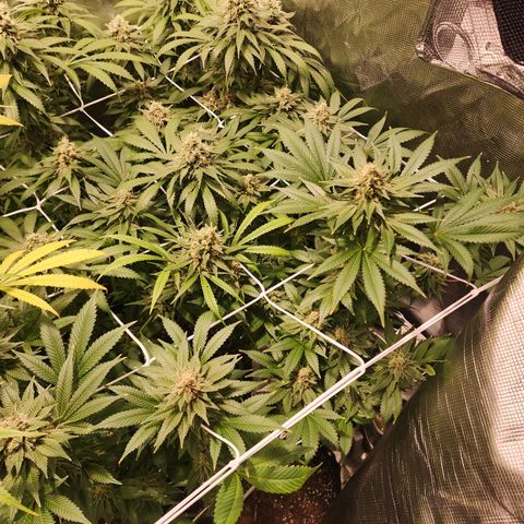 Wedding Cake growlog timeline photo