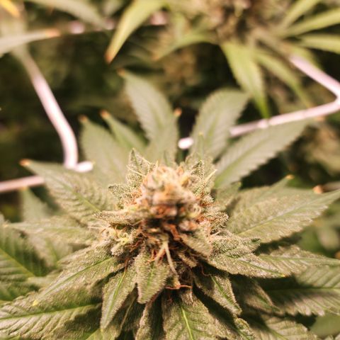 Wedding Cake growlog timeline photo