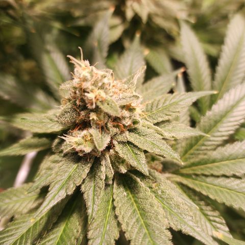 Wedding Cake growlog timeline photo