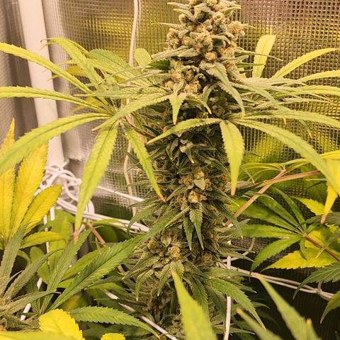 Watermelon Zkittlez growlog timeline photo
