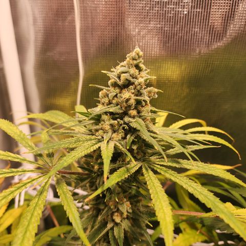 Watermelon Zkittlez growlog timeline photo