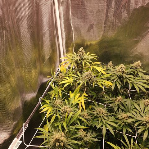 Watermelon Zkittlez growlog timeline photo