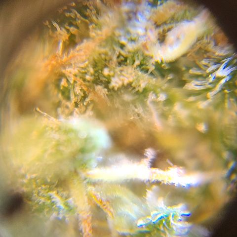 Watermelon Zkittlez growlog timeline photo