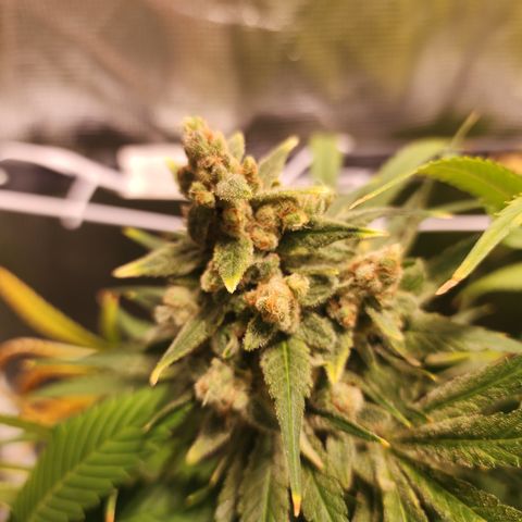 Watermelon Zkittlez growlog timeline photo