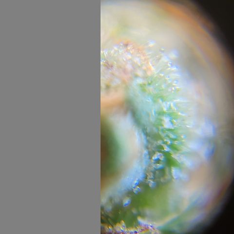 Watermelon Zkittlez growlog timeline photo