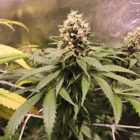 Runtz growlog timeline photo