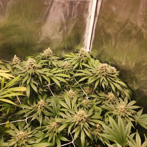 Runtz growlog timeline photo