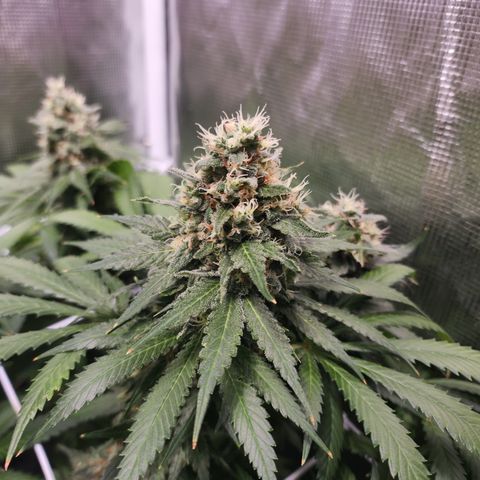 Runtz growlog timeline photo