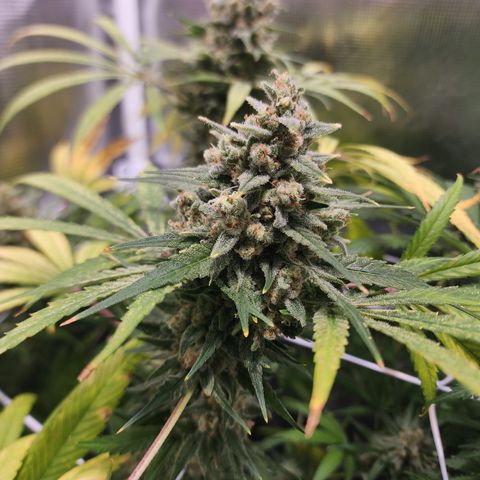 Watermelon Zkittlez growlog timeline photo