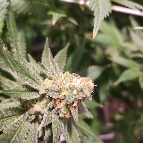 Wedding Cake growlog timeline photo
