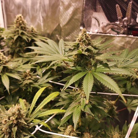 Wedding Cake growlog timeline photo