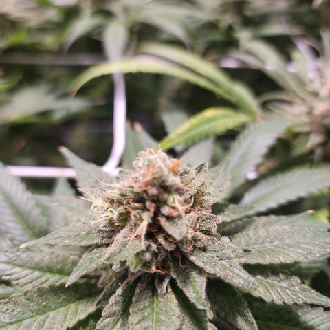 Wedding Cake growlog timeline photo