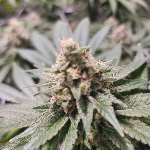 Wedding Cake growlog timeline photo