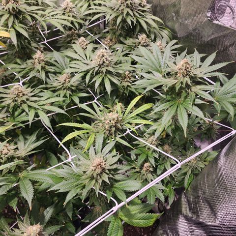 Wedding Cake growlog timeline photo