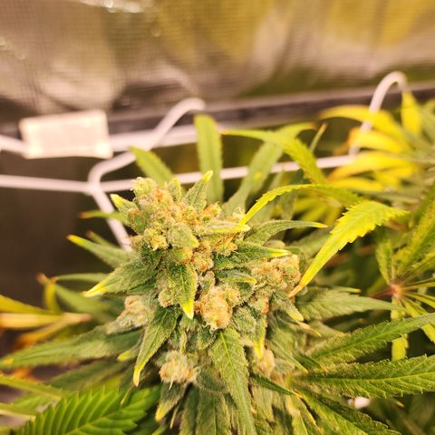 Watermelon Zkittlez growlog timeline photo