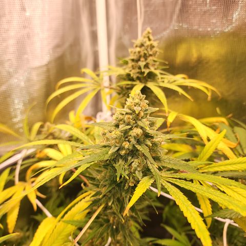 Watermelon Zkittlez growlog timeline photo