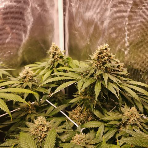 Runtz growlog timeline photo