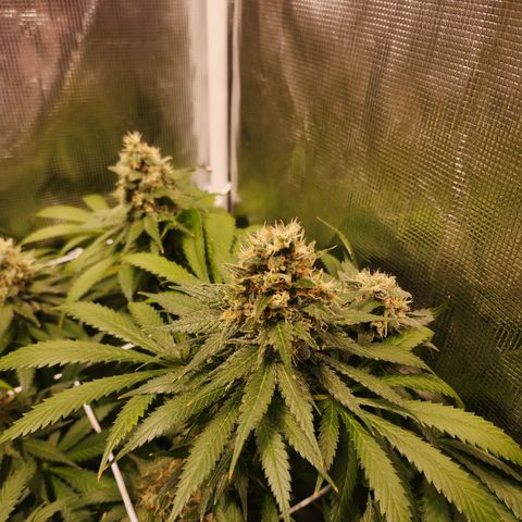 Runtz growlog timeline photo
