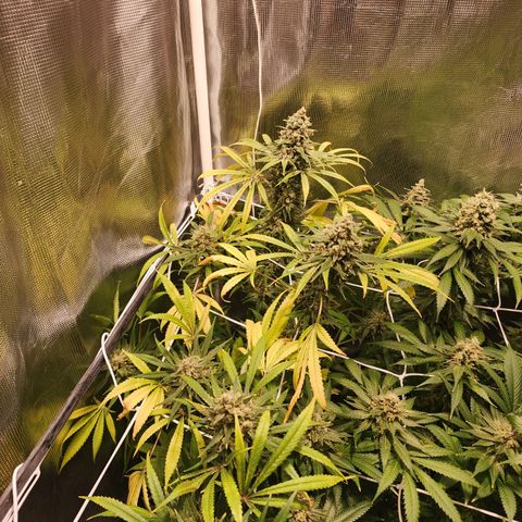 Watermelon Zkittlez growlog timeline photo