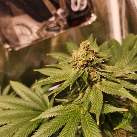 Wedding Cake growlog timeline photo