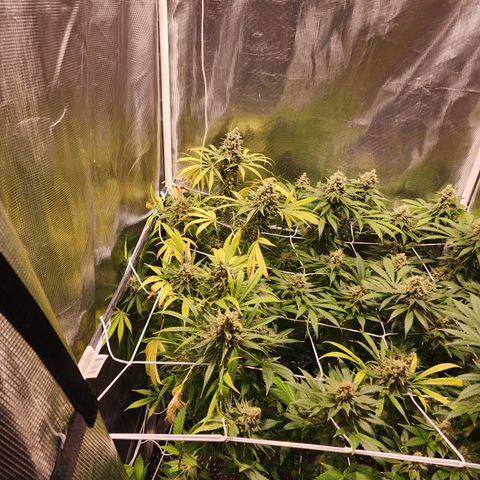Watermelon Zkittlez growlog timeline photo