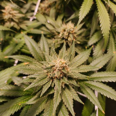 Wedding Cake growlog timeline photo