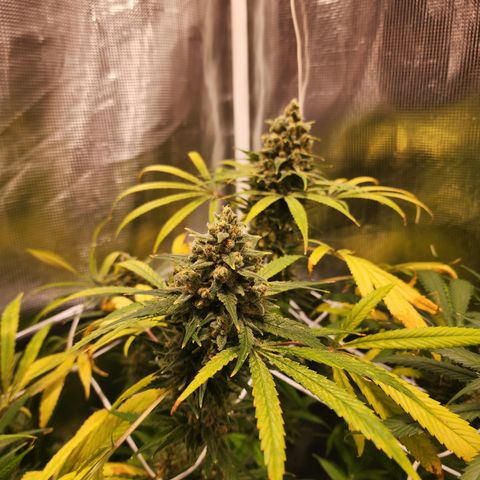 Watermelon Zkittlez growlog timeline photo
