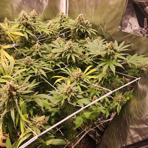 Wedding Cake growlog timeline photo