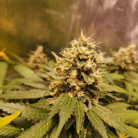 Runtz growlog timeline photo