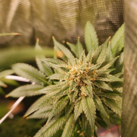 Wedding Cake growlog timeline photo