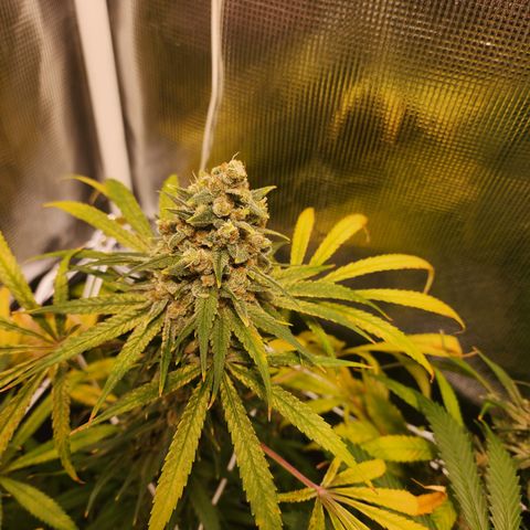 Watermelon Zkittlez growlog timeline photo