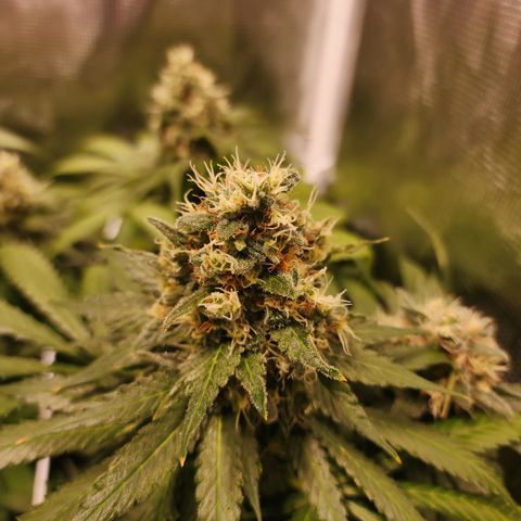 Runtz growlog timeline photo