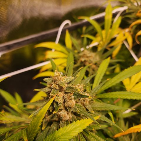 Watermelon Zkittlez growlog timeline photo