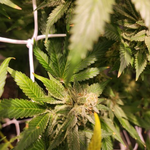 Wedding Cake growlog timeline photo
