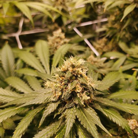 Runtz growlog timeline photo